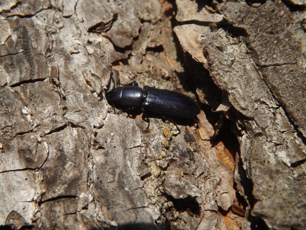 Temnochile bleu Temnoscheila caerulea (Olivier, 1790)