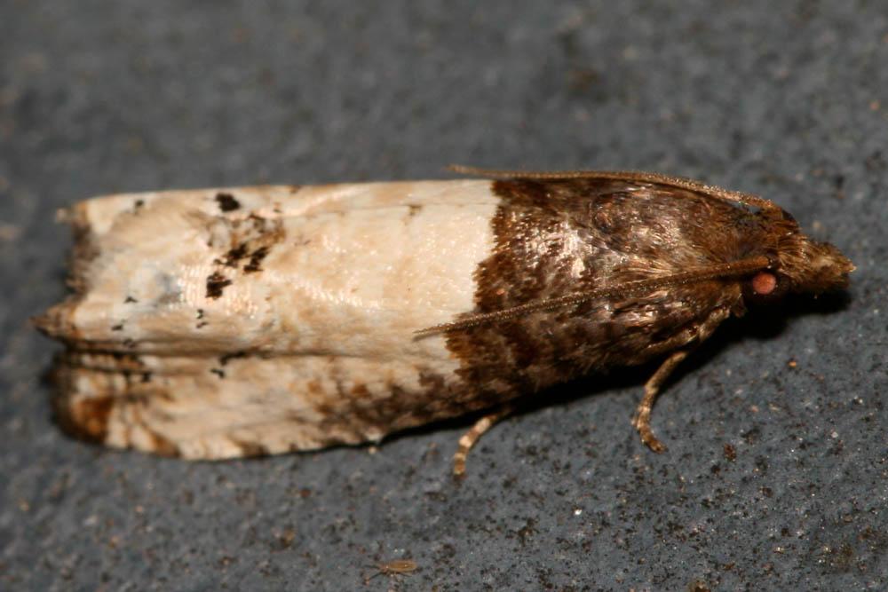 Notocelia roborana (Denis & Schiffermüller, 1775)