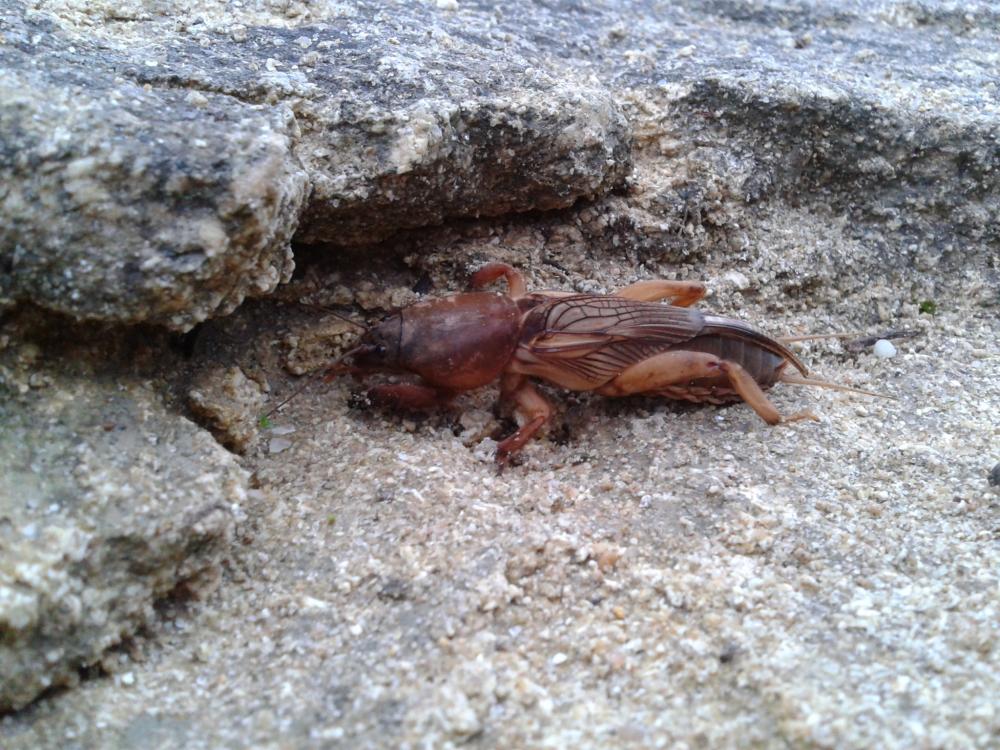 Courtilière commune, Courtilière, Taupe-Grillon, P Gryllotalpa gryllotalpa (Linnaeus, 1758)