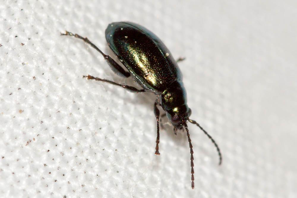  Phyllotreta Chevrolat, 1836