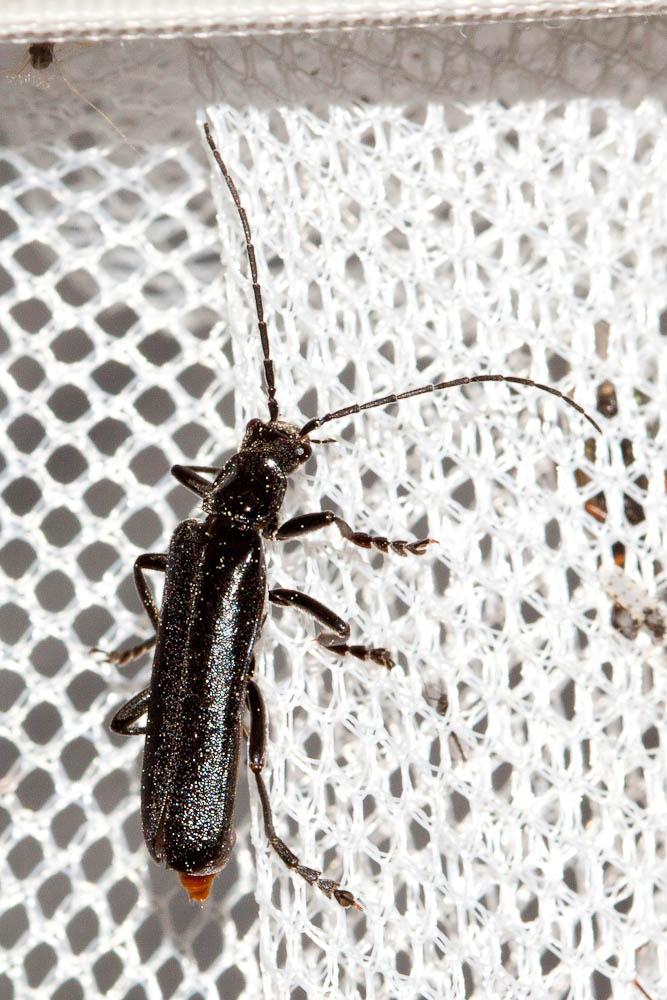  Ancistronycha abdominalis (Fabricius, 1798)