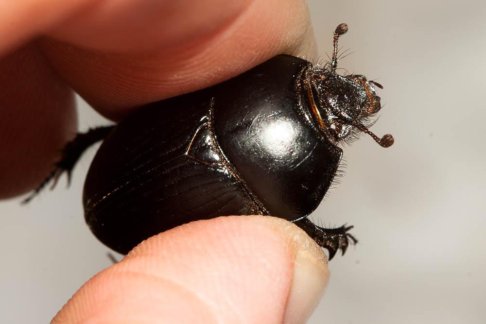 Géotrupe du fumier, Bousier Geotrupes stercorarius (Linnaeus, 1758)