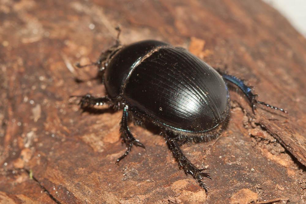 Géotrupe du fumier, Bousier Geotrupes stercorarius (Linnaeus, 1758)