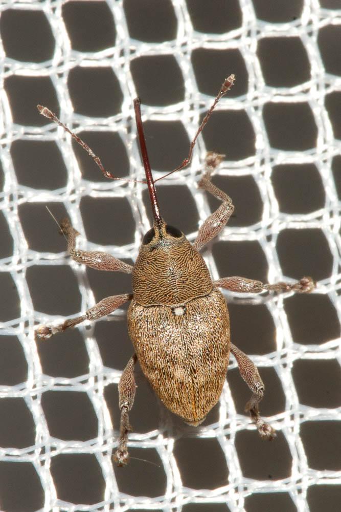 Balanin des noisettes Curculio nucum Linnaeus, 1758