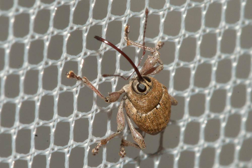 Balanin des noisettes Curculio nucum Linnaeus, 1758