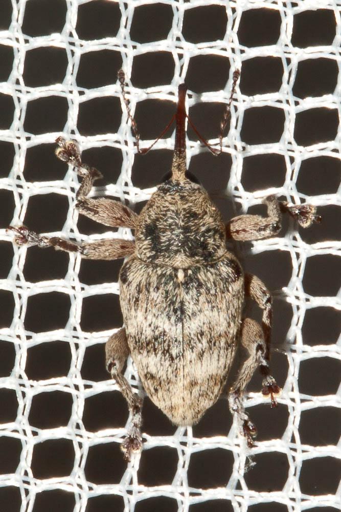 Curculio venosus (Gravenhorst, 1807)
