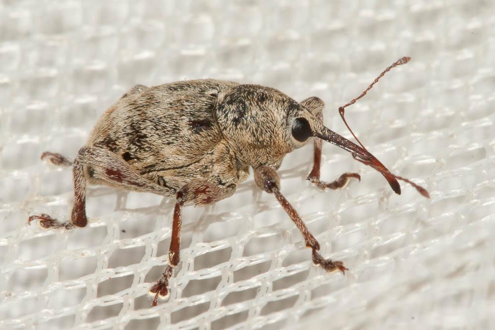 Curculio venosus (Gravenhorst, 1807)