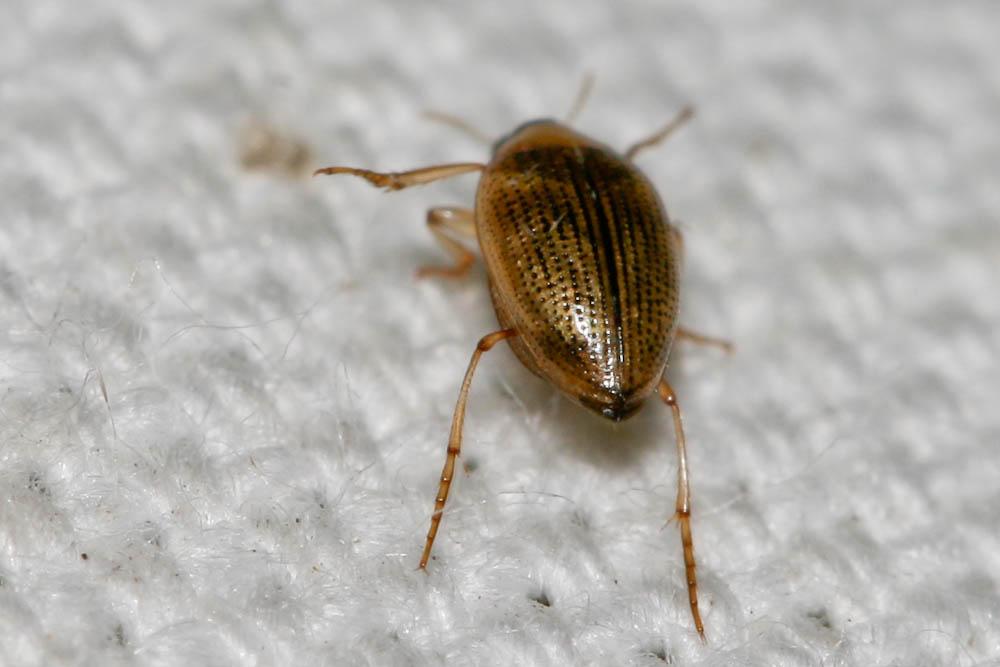 Haliplus Latreille, 1802
