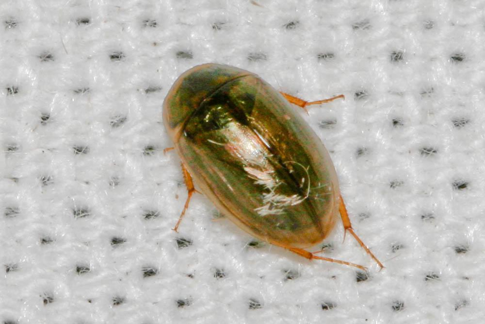  Enochrus Thomson, 1859
