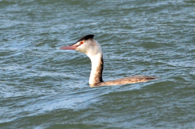 Grèbe huppé Podiceps cristatus (Linnaeus, 1758)
