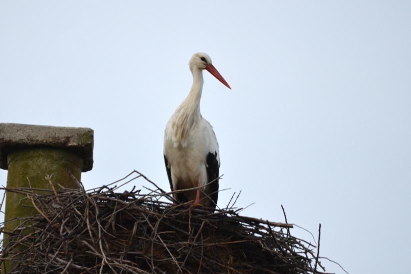 Cigogne blanche Ciconia ciconia (Linnaeus, 1758)