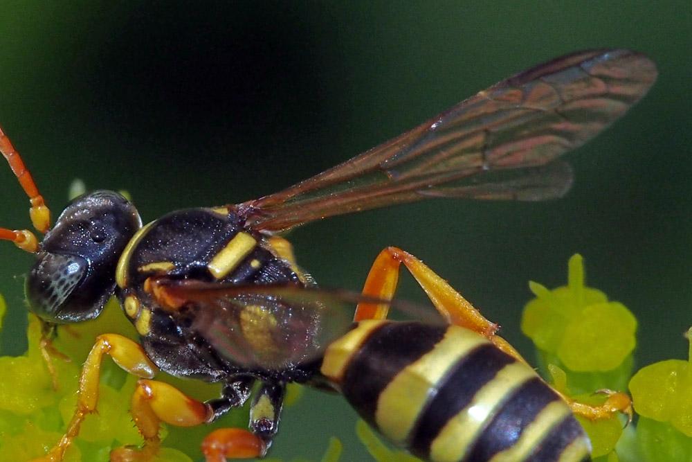  Gorytes pleuripunctatus (A. Costa, 1859)