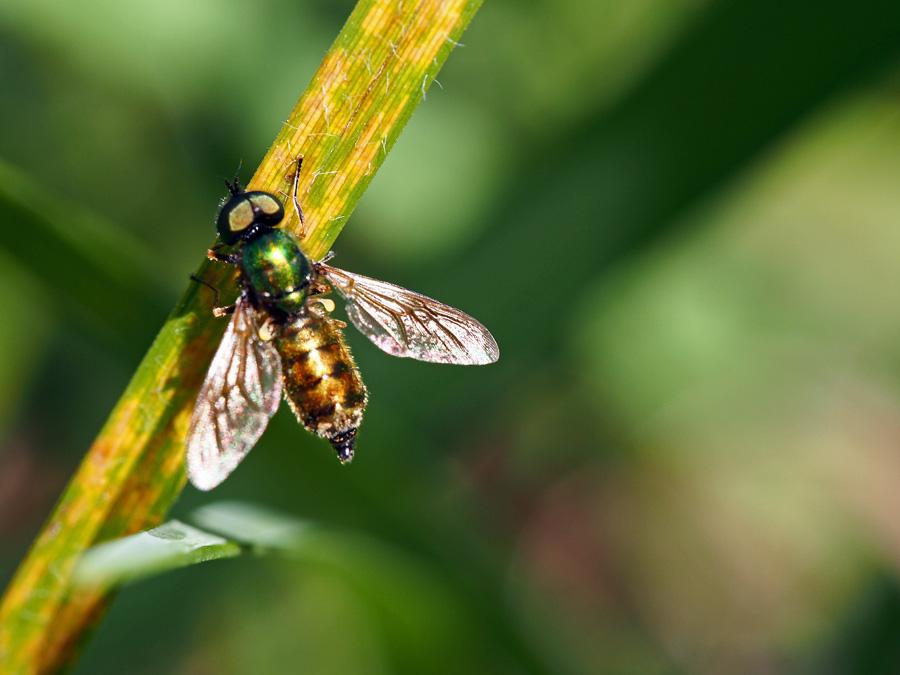 Chloromyia formosa (Scopoli, 1763)