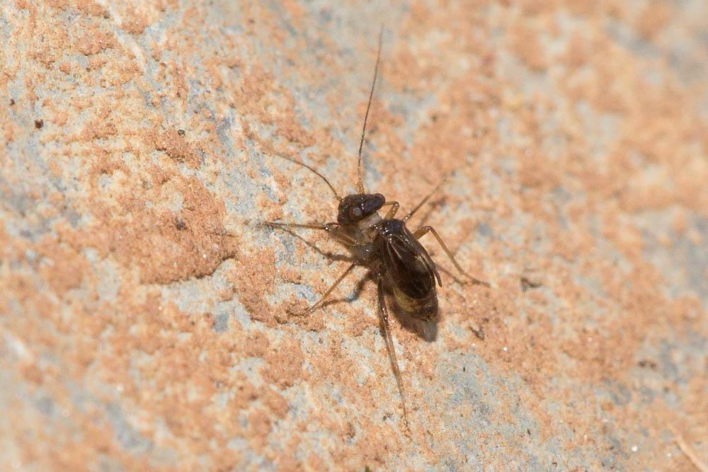 Propsocus pulchripennis (Perkins, 1899)