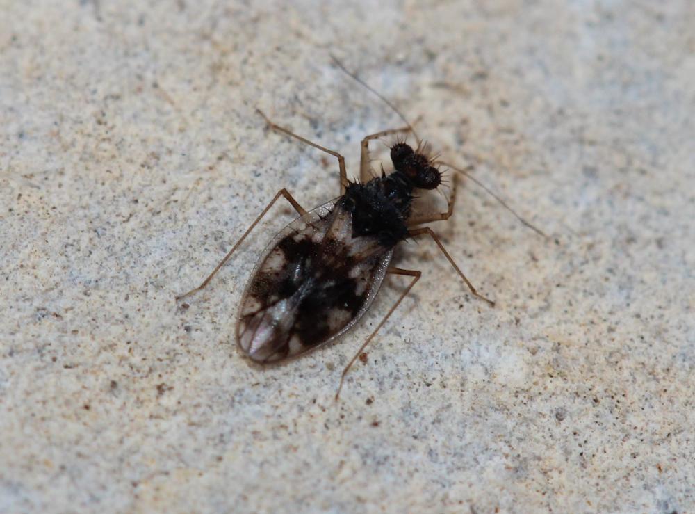  Patapius spinosus (Rossi, 1790)