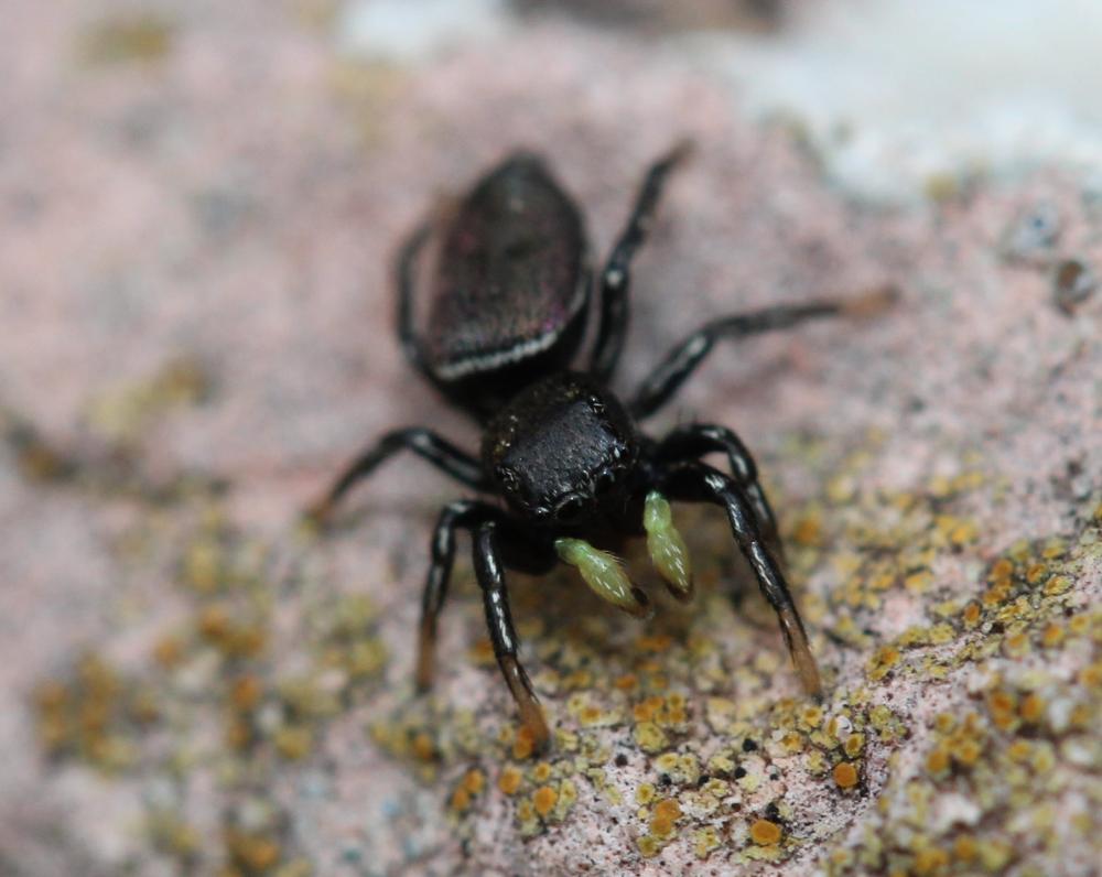  Heliophanus C. L. Koch, 1833