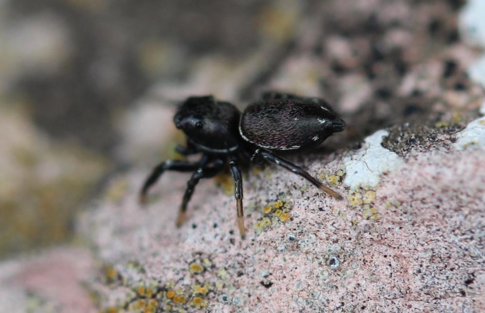  Heliophanus C. L. Koch, 1833
