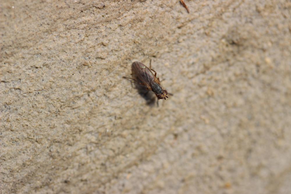 Pherbellia cinerella (Fallén, 1820)