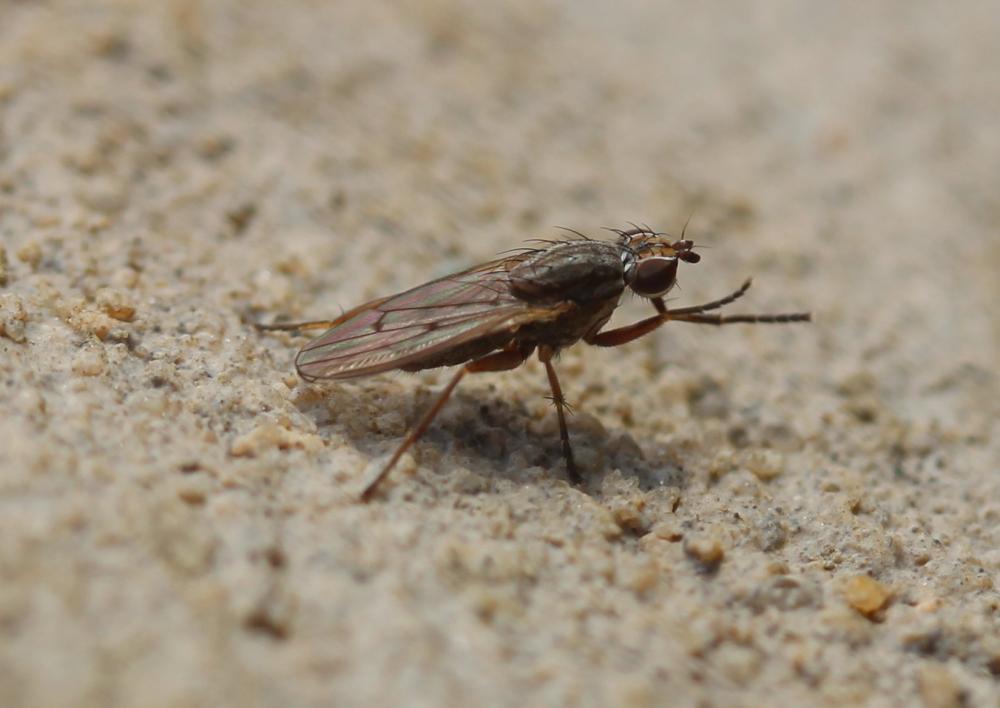  Pherbellia cinerella (Fallén, 1820)