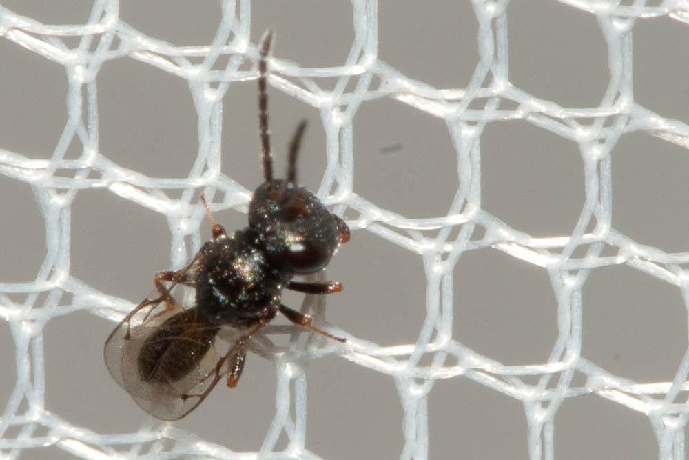 Pteromalidae Dalman, 1820
