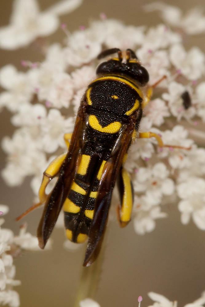 Leucospis gigas Fabricius, 1793