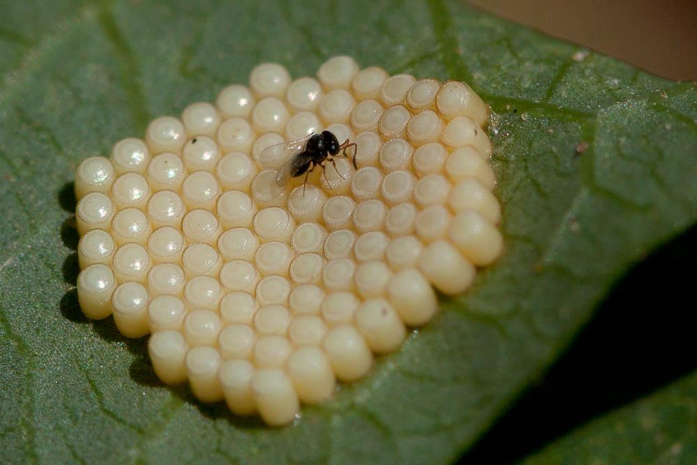 Pteromalus Swederus, 1795
