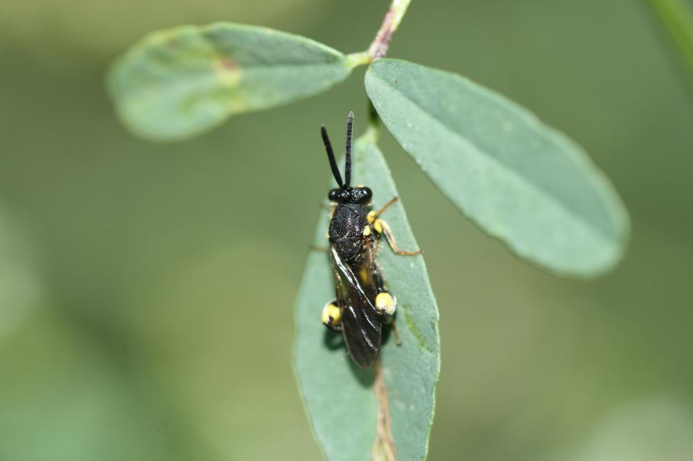 Chalcis myrifex (Sulzer, 1776)
