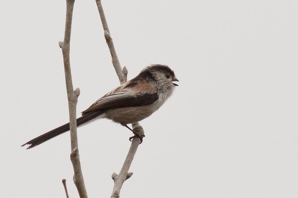 Mésange à longue queue, Orite à longue queue Aegithalos caudatus (Linnaeus, 1758)