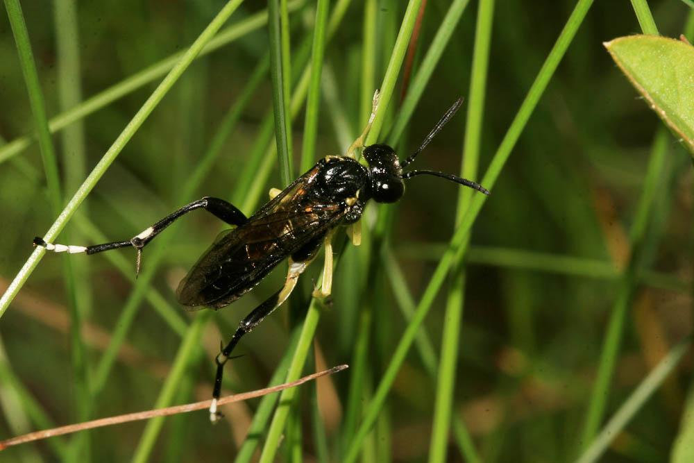 Mouche-à-scie à trois bandes jaunes Macrophya montana (Scopoli, 1763)