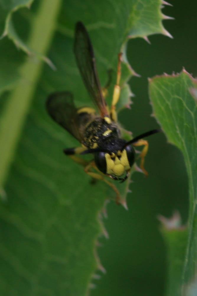 Cerceris Latreille, 1802