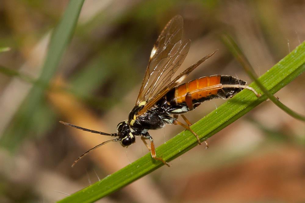 Tenthredopsis stigma (Fabricius, 1798)