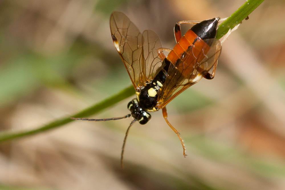 Tenthredopsis stigma (Fabricius, 1798)