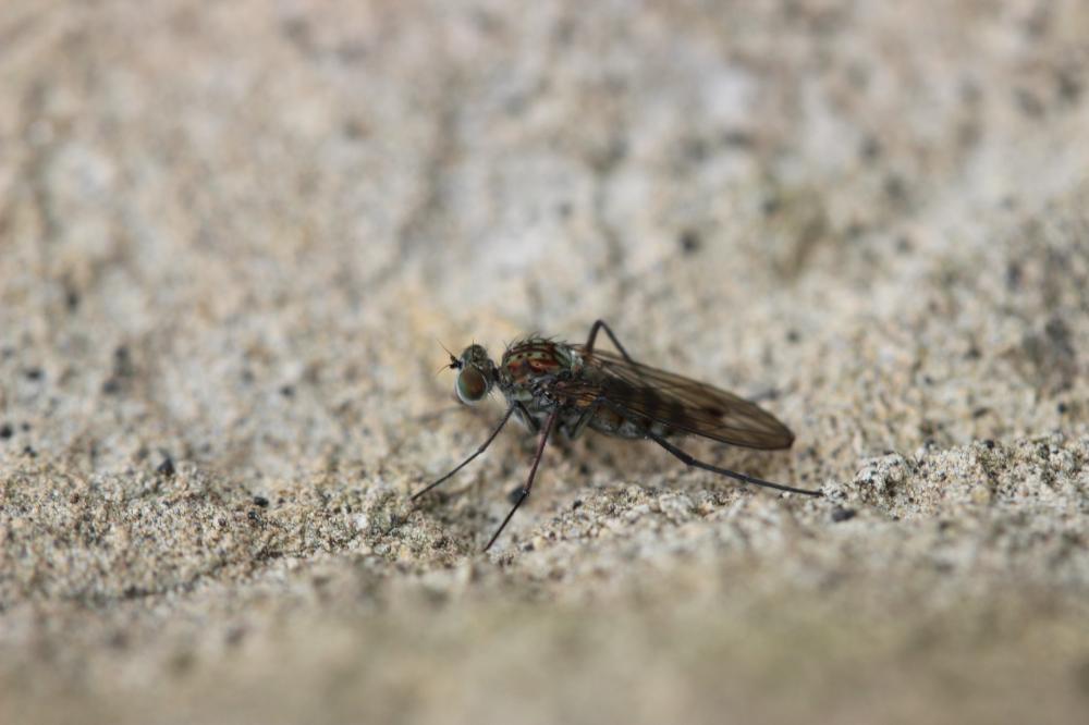 Liancalus virens (Scopoli, 1763)