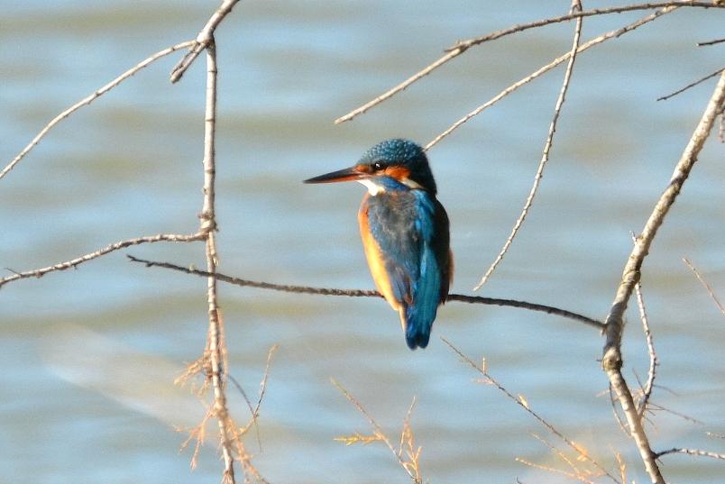 Martin-pêcheur d'Europe Alcedo atthis (Linnaeus, 1758)