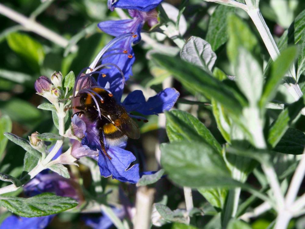 Bourdon terrestre (Le) Bombus terrestris (Linnaeus, 1758)