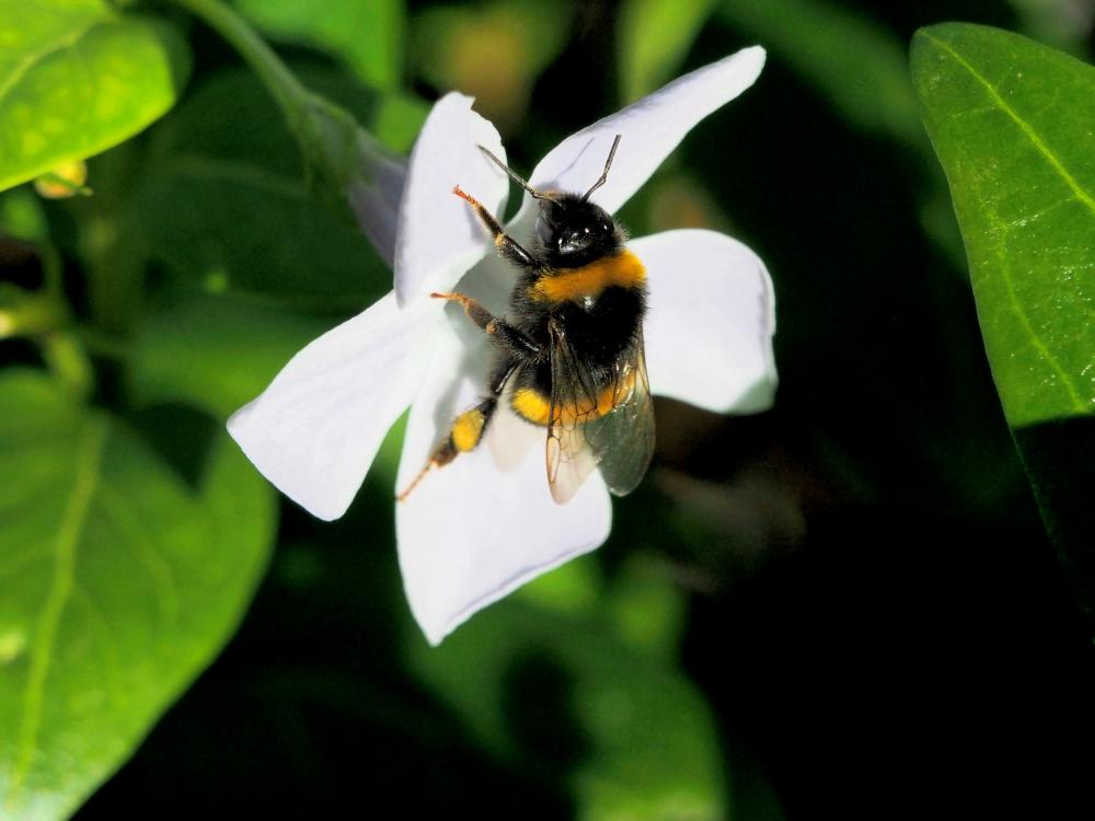 Bourdon terrestre (Le) Bombus terrestris (Linnaeus, 1758)
