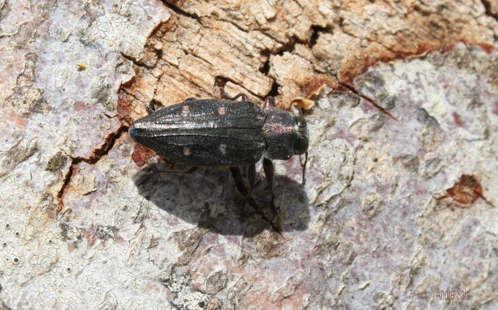 Chrysobothre ressemblant Chrysobothris affinis (Fabricius, 1794)