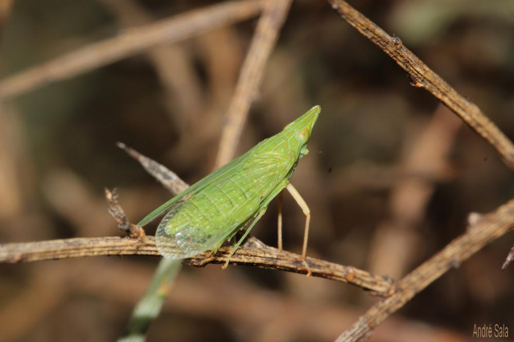  Dictyophara multireticulata Mulsant & Rey, 1855