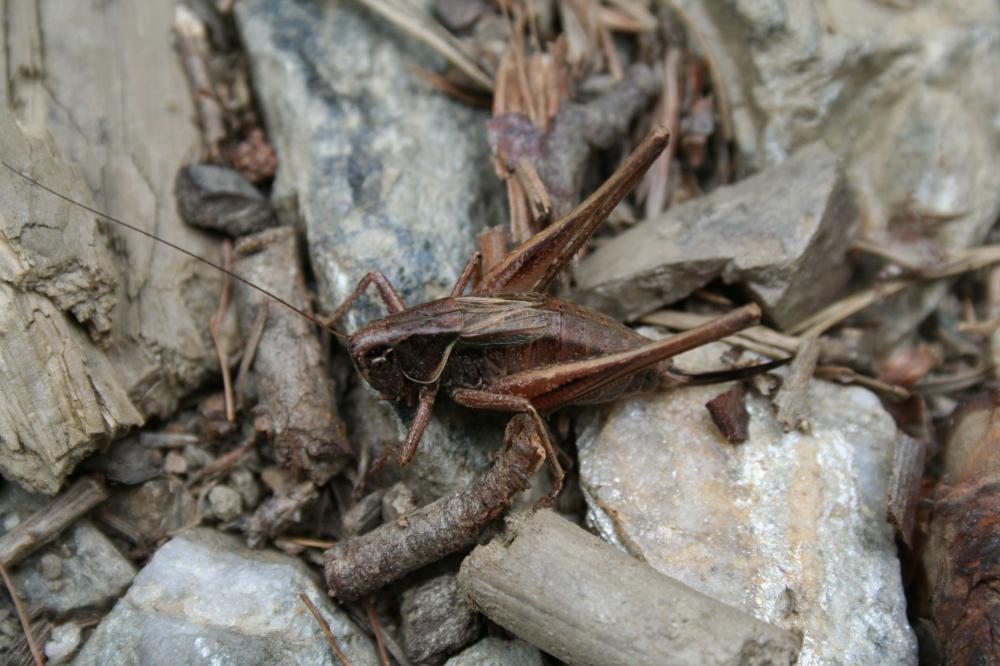 Decticelle des alpages Metrioptera saussuriana (Frey-Gessner, 1872)