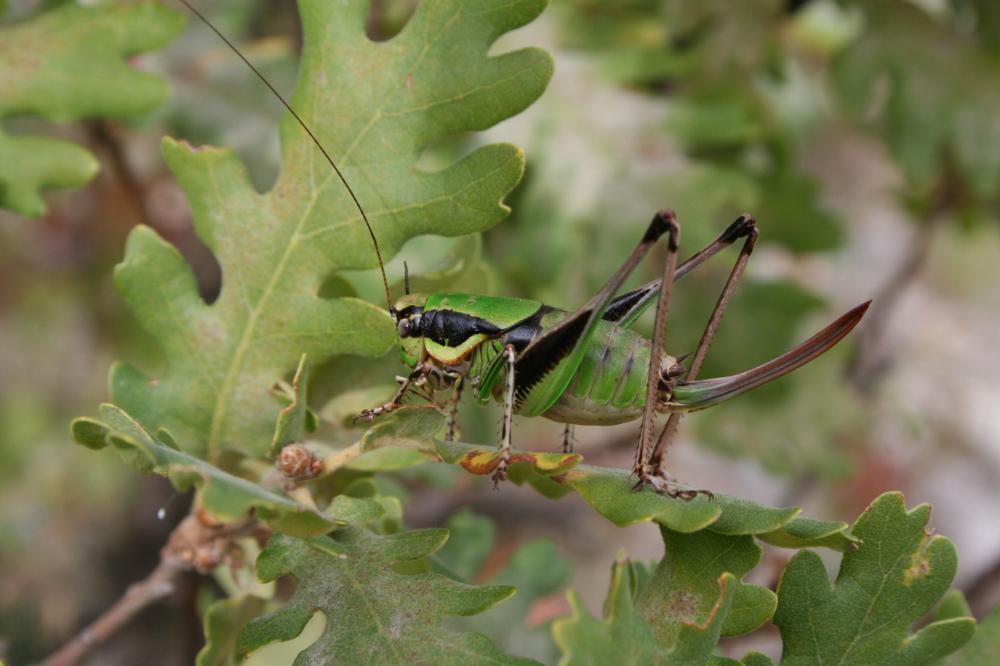 Decticelle splendide Eupholidoptera chabrieri (Charpentier, 1825)