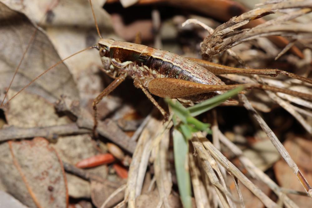 Decticelle frêle Yersinella raymondii (Yersin, 1860)