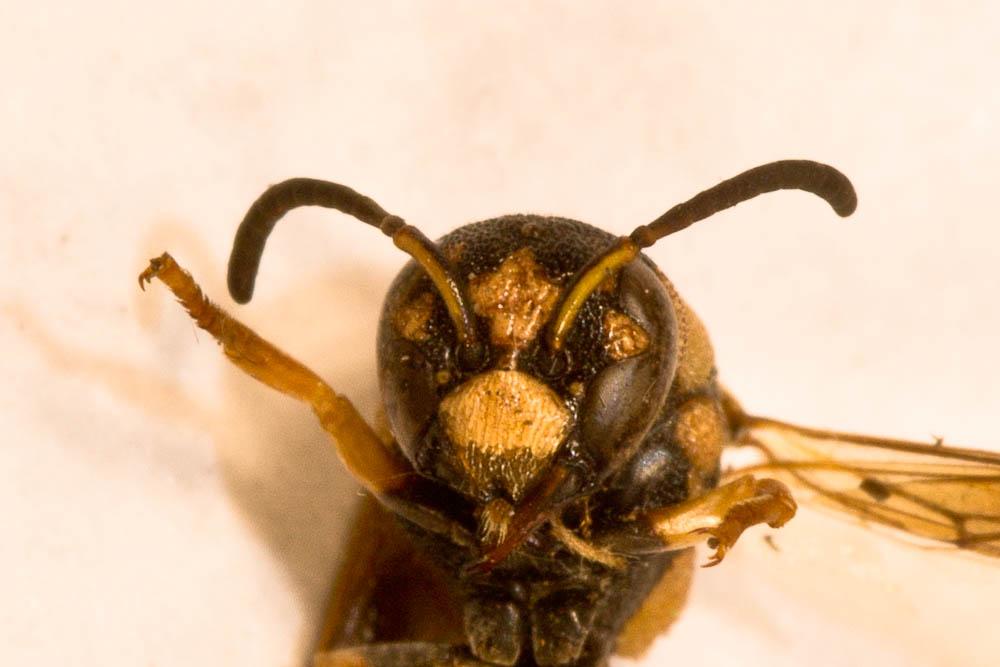 Parodontodynerus ephippium (Klug, 1817)