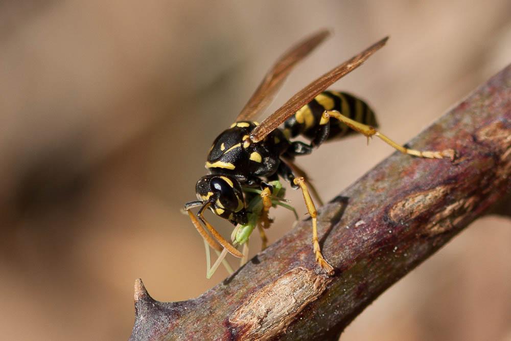  Polistes nimpha (Christ, 1791)