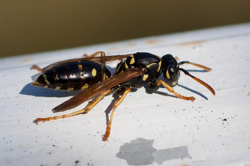 Polistes nimpha (Christ, 1791)