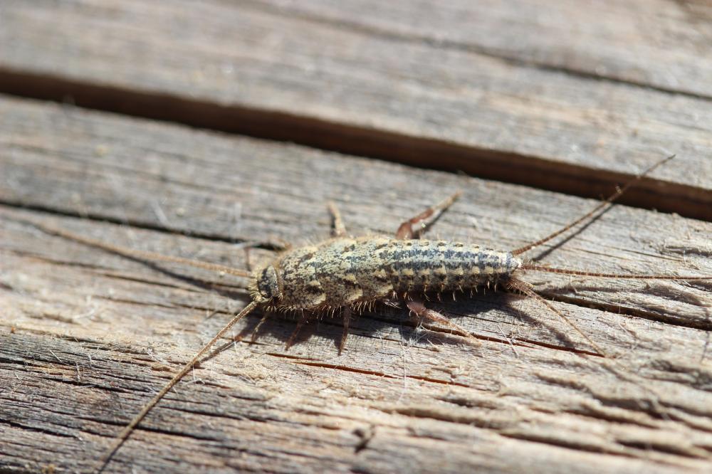 Ctenolepisma lineata (Fabricius, 1775)