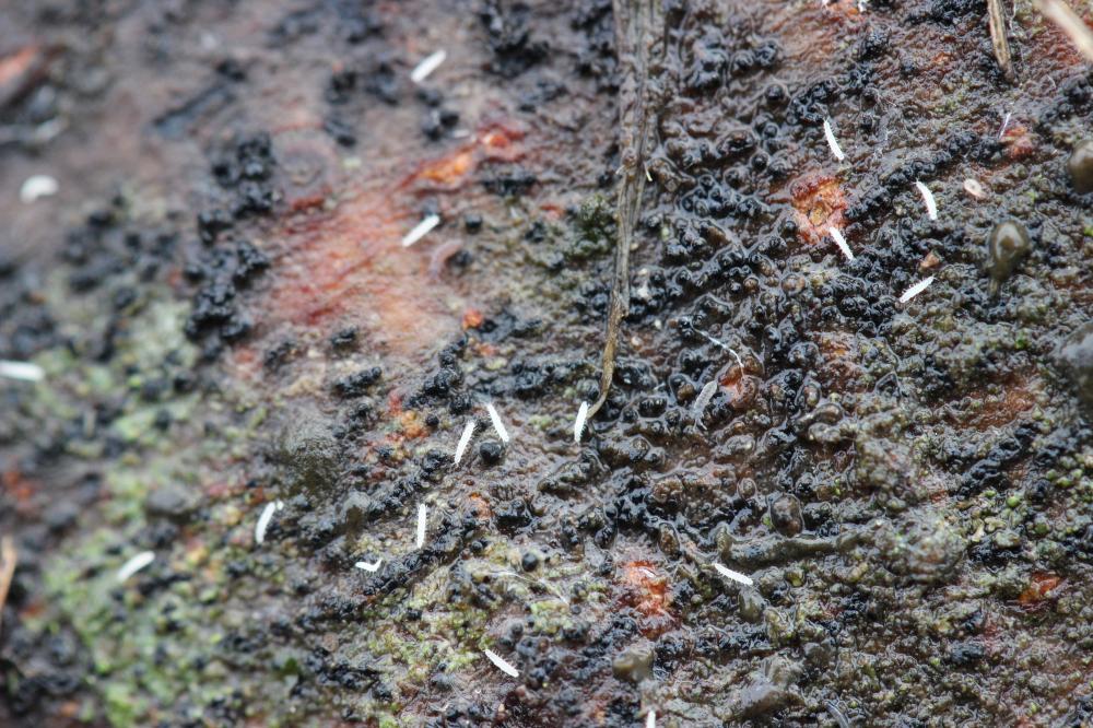 Pauropodidae