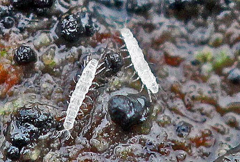 Pauropodidae