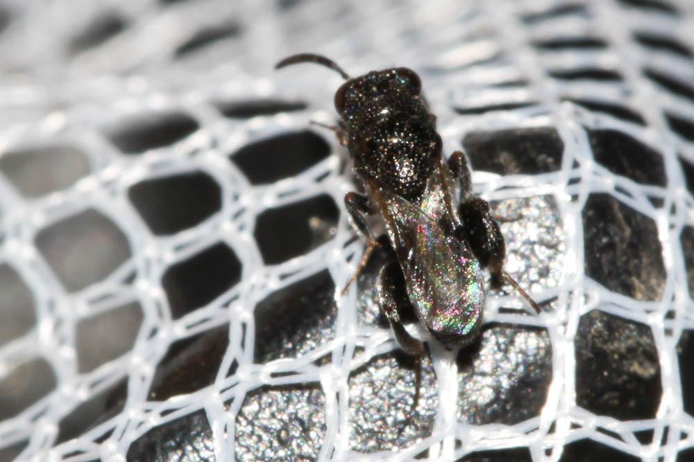 Chalcididae Latreille, 1817