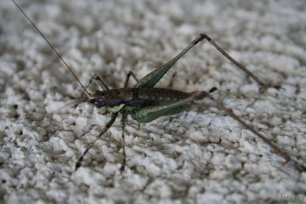 Decticelle annelée Rhacocleis annulata Fieber, 1853