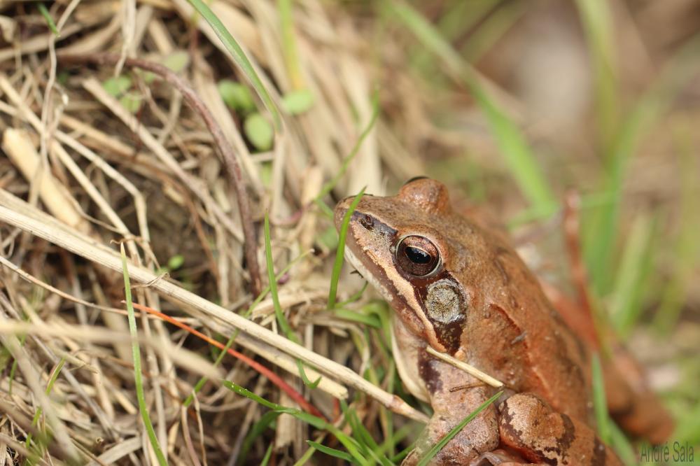 Grenouille agile Rana dalmatina Fitzinger in Bonaparte, 1838
